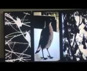 Three excerpts from videos that are shown as a triptych. These videos are also installed as multi channel immersive videos. nDescriptions: ANTHROPODENIAL, The video is a composite of vibrantly colored birds, exotic and domestic which shows the diversity of birds personae. In the video they are alternately trapped, (staring at the viewer from their caged lives),playfullycoupling with one another,or walking. Only one bird flies in this work as an abstracted form. The delicate birds&#39; claws re