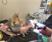 This one is dedicated to Allie Cat!nSource: https://www.thedodo.com/kitten-calms-vet-patients-2338161788.html