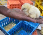 A PETA India investigation from late 2021 and 2022 into numerous hatcheries in various major egg- and/or poultry meat–producing states reveals shocking cruelty to male and other unwanted chicks. Since male chicks cannot lay eggs, the egg industry commonly kills them using gruesome methods. Help us put an end to this cruelty by taking action at PETAIndia.com.