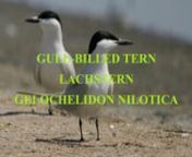 The gull-billed tern (Gelochelidon nilotica), formerly Sterna nilotica, is a tern in the family Laridae. The genus name is from Ancient Greek gelao,