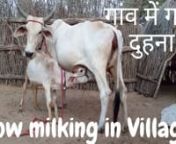Welcome village life in thar desert rajasthan India Cow milking in Village,गांव में गाय दुहना