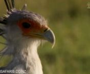 The origins of the secretary bird&#39;s name are a hot topic of discussion. The feathers protruding out behind the bird&#39;s head, according to one explanation, reminded 19th-century Europeans of the quill pens that secretaries tucked behind their ears.While the grey and black body resembled their tailcoats.nnSome of the snakes the secretary birds eat are venomous – like adders, cobras, and the black mamba.Secretary birds also eat amphibians, lizards, and small animals like rodents and other bird