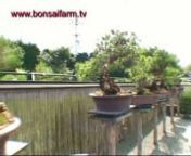 Series 2 begins with a visit to a bonsai auction in Shikoku, Japan. We then visit the wonderful Takasago-an.
