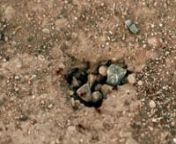 My work is often site-specific, and I like to capture the unique properties of a locale. This was filmed outside of Marfa, Texas during the landmark drought of 2011, the biggest drought since the Dust Bowl, and a windstorm was moving in. I filmed this busy ant nest, as they scurried to cover their home--this was shot at 24 frames per second, then slowed it down to one frame every 12 seconds over a period of four hours, from late afternoon to sunset. nnI started to view the scene abstractly, focu