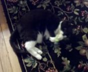 I don&#39;t give my cats catnip that often, so this Christmas was a real treat.nnOpen source had a lot to do with this.Video taken on my Droid 2, converted to QuickTime in MPEG Streamclip so I could edit in Kdenlive.3gp files show up as jpegs in some editing programs, who knew?nnAaaand Pink Floyd&#39;s
