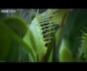 This is the first video I ever made. Using Adobe Final Cut Pro X for the first time, I chopped up some footage from a very interesting BBC documentary on this carnivorous plant and threw in some music courtesy of Fuck Buttons and voila! Fun Fact: You can tell this video isn&#39;t too recent due to my name appearing at the end spelled the old boring way haha. View and Enjoy.