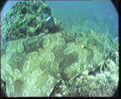 Filmed between Byron Bay, South West Rocks to Jervis bay in NSW, Australia 1985-1989. Wobbegong (Wobbygong) is the common name given to the eight species of carpet sharks in the family Orectolobidae. They are found in shallow temperate and tropical waters of the western Pacific Ocean and eastern Indian Ocean, chiefly around Australia and Indonesia, although one species (the Japanese wobbegong, Orectolobus japonicus) occurs as far north as Japan. The word wobbegong is believed to come from an Aus
