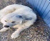 This guy found his dog sleeping against a freshly painted wall. The white-furred Great Pyrenees got the fresh blue paint on itself, much to the amusement of the owner.