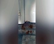 A rat chewed through a couple&#39;s kitchen door overnight and snuck into their bedroom as their baby slept.&#60;br/&#62;&#60;br/&#62;The large rodent had been living in their house, in Doncaster, South Yorkshire, for a month without being seen until it chewed two large holes in the kitchen door in a single night.&#60;br/&#62;&#60;br/&#62;The rat snuck into the couple&#39;s bedroom where Chloe, who didn&#39;t wish to reveal her last name, was sleeping with two-month-old Ronnie.&#60;br/&#62;&#60;br/&#62;In the early hours of the morning on November 29, Chloe heard the rat in the room and fled immediately, locking the door behind her.