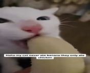Haha my cat never ate banana they only ate chickenCredit- gorgeous mr.cattttttt (tt) (-read below) -- - we don’t own this video-pics, all rights go to their respective owners. If owner is not provided, tagged (