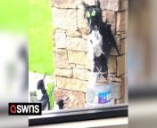 A man built an owl out of paper mache to scare magpies away from his home - but they ended up worshipping it.&#60;br/&#62;&#60;br/&#62;Giulio Cuzzilla, 30, created the owl after magpies kept eating the food he was leaving outside for his pet cat.&#60;br/&#62;&#60;br/&#62;After seeing that the fake owl models from his local hardware store were too expensive, he decided to craft one of his own.&#60;br/&#62;&#60;br/&#62;But instead of having the effect he was hoping for, the magpies actually took a liking to the model - and appeared to be serenading it.&#60;br/&#62;&#60;br/&#62;Giulio, from Sydney, Australia, said: &#92;