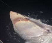 Watch the dramatic moment dad Gus Smith from Blackpool caught a great white shark during a sea fishing trip