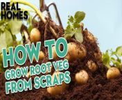 Rather than throwing your scraps in the bin or the compost, why not grow new vegetables?!&#60;br/&#62;Here&#39;s your quick guide to growing root veg from scraps!