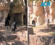 A heart-stopping video has gone viral after two zookeepers were left trapped inside a silverback gorilla&#39;s enclosure. Bystanders watched on in shock as one zookeeper attempted to secure a door and the other navigated their way to safety.