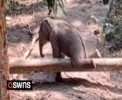 This is the moment a baby elephant struggled to follow its mother over a fallen tree.&#60;br/&#62;&#60;br/&#62;The adorable video, filmed in Jinghong, China, shows the young animal desperate to get itself over log while its mother wanders ahead unaware. &#60;br/&#62;&#60;br/&#62;At one point the baby even gets over the low obstacle but in its confusion manages to get stuck on the other side again. &#60;br/&#62;&#60;br/&#62;Thankfully the tiny elephant&#39;s efforts were successful and it eventually followed its mother along the wooded path.