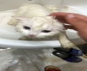 The cat after bathing