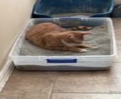 Frank Ocean, the orange cat, gave in to his intrusive thoughts and turned his litter box into his new bed. His owner asked him not to do it, when they saw him resting there. But Frank got playful and started to roll in his own litter sand, to defy his owner&#39;s commands.