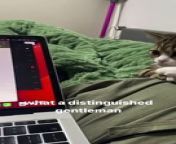 with his hands crossed and all#softcatmemes#cats#funny #cutecat #animalmemes #shortvideo