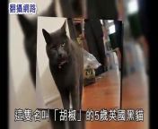 http://www.nma.tv/ Last week Saturday, A 5-year-old English cat called &#92;