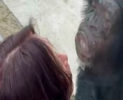 An affectionate chimp was captured repeatedly kissing a woman through the glass of its enclosure.&#60;br/&#62;&#60;br/&#62;The video shows Ms. Guan, a zoo visitor, pretending the kiss the chimp and the latter returning the kisses by smooching the glass. &#60;br/&#62;&#60;br/&#62;The playful interaction was filmed at a zoo in Qiqihar in China&#39;s Heilongjiang province.