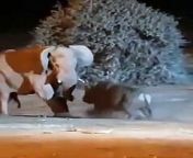 funny animal videos,funny animal video,best animal videos,funny dog videos,funny cat videos,funny animals life,funny animal moments,funny animals 2024,funny animals,cute dogs and cats,funny videos,funniest dogs,funniest animals,dog videos,cat videos,funny video,animals life,cute funny cat,funny cats,funny dogs,cute videos,cute animals,cutest cats compilation,funny cat,funny dog,awesome animals,cute and funny dog,try not to laugh animals,puppies,dogs funny videos,kittens,funny animals cats and dogs,puppies and kittens,cats meowing,cats videos,dogs videos