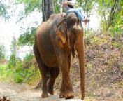 Elephant chained up next to a garbage dump for years has the best reaction when he finally gets to walk (and swim!) free