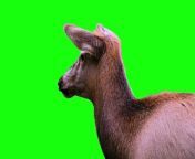 Animal Green Screen -A Deer