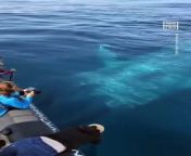 Whale Watchers Encounter 100-Ft-Long Blue Whale from sajini blue film comi