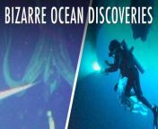 25 Bizarre Discoveries In The Deep Sea | Unveiled XL from discovery channel clips