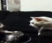 adorable cats playing drums and dancing together