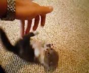 Scottish Cute Baby Cat Fold munchkin from girl crying in p