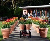 Gardeners at Burnby Hall make preparations ahead of their annual Tulip Festival which starts Saturday 20th April through to the 4th May 2024, featuring over 18,000 tulips, with over 130 varieties.