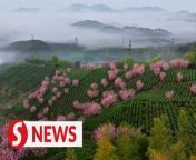 Whether Shanghai is your home away from home or a stop on your travels, we recommend you visit Liyang City.&#60;br/&#62;&#60;br/&#62;Discover the fragrant allure of the endless white tea gardens, a hidden gem well worth the short journey.&#60;br/&#62;&#60;br/&#62;WATCH MORE: https://thestartv.com/c/news&#60;br/&#62;SUBSCRIBE: https://cutt.ly/TheStar&#60;br/&#62;LIKE: https://fb.com/TheStarOnline