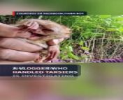 The environment department in Soccsksargen is investigating a vlogger who handled tarsiers on a video that went viral. Ryan Parreño, a South Cotabato native with the handle Farm Boy, is seen picking up a tarsier and laughing. &#60;br/&#62;&#60;br/&#62;Full story: https://www.rappler.com/nation/mindanao/denr-investigation-vlogger-tarsiers-viral-video/
