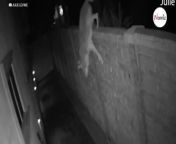 This dog owner didn’t find out until the next day that an intruder had come into her house at night, uninvited...