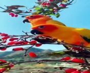 A fascinating sight of parrots from video dogs girl