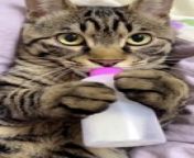 Cute Kitties & Cat Video That Can Make Your Day from crystal kitty