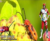 All Insect references in kamen rider