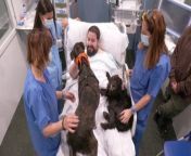 Joel Bueno, 34, expressed tears of joy when therapy dogs Vida and Lu visited him at Barcelona&#39;s Hospital del Mar ICU in Spain. Bueno, on his fourth day in the hospital due to a blood clot, emphasized the dogs&#39; unconditional love and support, stating, &#92;