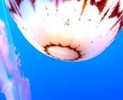 This jellyfish&#39;s diet is zooplankton, larval fish, other jellies and fish eggs. Turtles like the purple-striped jellyfish because those fancy arms are rich in nitrogen and carbon. &#60;br/&#62;&#60;br/&#62;This jellyfish is safe from turtles at the Monterey Aquarium.