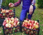 TOP 15 LARGEST Fruit and Vegetables