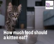 How much food should a kitten eat? Whether your kitten has a huge appetite or a tiny one, here&#39;s what an expert vet has to say