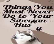 #shorts Things You Should NEVER Do To A Siberian Husky&#60;br/&#62;We&#39;ll cover topics like taking your Siberian Husky to the vet, housetraining, feeding your Siberian Husky, and more. If you&#39;re looking to bring a Siberian Husky home, make sure you watch this video first!&#60;br/&#62;------------&#60;br/&#62;To learn more&#60;br/&#62;https://www.petsbirds1.com/2023/10/dogs-husky-never-do-to-it.html&#60;br/&#62;&#60;br/&#62;To buy the products&#60;br/&#62;https://sites.google.com/view/siberian-husky-care/home&#60;br/&#62;&#60;br/&#62;To support our channel on PayPal&#60;br/&#62;https://www.paypal.com/paypalme/amirahamdon442&#60;br/&#62;-------------&#60;br/&#62;Follow us&#60;br/&#62;Website&#60;br/&#62;Facebook&#60;br/&#62;https://www.facebook.com/pets.birds2&#60;br/&#62;https://www.facebook.com/groups/pets.birds&#60;br/&#62;Instagram&#60;br/&#62;https://www.instagram.com/pets.birds1&#60;br/&#62;Pinterest&#60;br/&#62;https://www.pinterest.com/pets_birds1&#60;br/&#62;Tumblr&#60;br/&#62;https://www.tumblr.com/pets-birds&#60;br/&#62;Twitter&#60;br/&#62;https://twitter.com/pets_birds1&#60;br/&#62;TikTok&#60;br/&#62;https://www.tiktok.com/@pets_birds&#60;br/&#62;Snapchat&#60;br/&#62;https://www.snapchat.com/add/pets.birds&#60;br/&#62;Kwai&#60;br/&#62;https://k.kwai.com/u/@pets.birds/Y0CclhC0&#60;br/&#62;Quora&#60;br/&#62;https://petsandbirdssspace.quora.com&#60;br/&#62;Likee&#60;br/&#62;https://l.likee.video/p/wJDhVu&#60;br/&#62;-------------&#60;br/&#62;If you&#39;re thinking of bringing a new puppy home, be sure to read this first! This list of Things You Should NEVER Do To A Siberian Husky will help you avoid some common mistakes that new puppy owners make.&#60;br/&#62;&#60;br/&#62;By following these tips, you&#39;ll be able to bring home a happy and healthy puppy without any problems! Do yourself a favor and read this guide before you adopt a new puppy!&#60;br/&#62;&#60;br/&#62;In this video, we&#39;re going to be talking about some of the things you should never do to a Siberian Husky. If you&#39;re thinking about bringing a Siberian Husky home, make sure you watch this video first to get a better understanding of how to care for your new furry friend!&#60;br/&#62;&#60;br/&#62;We&#39;ll cover topics like taking your Siberian Husky to the vet, housetraining, feeding your Siberian Husky, and more. If you&#39;re looking to bring a Siberian Husky home, make sure you watch this video first!&#60;br/&#62;&#60;br/&#62;Bringing a Siberian Husky home is one of the most exciting things you&#39;ll ever do, but there are a few things you should never do to a Siberian Husky if you want to keep them healthy and happy. In this video, we&#39;re going to cover the top 10 things you should NEVER do to a Siberian Husky, so you can bring home a pup that loves you!&#60;br/&#62;------------&#60;br/&#62;#pets_birds #husky_puppies #husky #petsbieds#siberian_husky #dog_husky_dog #siberianhusky #doghuskydog #husky_husky_dog #huskyhuskydog #huskysiberianhusky #husk_siberian_husky #huskydog #husky_dog #huskypuppies #husky_puppies #huskydogpuppy #husky_dog_puppy #huskydogs #husky_dogs #dog #dogs #pet #pets #dogcare #dog_care #dogscare #dogs_care #huskycare #husky_care #petcare #pet_care #petscare #pets_care #attention #takecareofyourdog #take_care_of_your_dog #caringforyourdog #caring_for_your_dog #huskydogcare #husky_dog_care #takecareofyourhusky #take_care_of_your_husky #caringforyourhusky #caring_for_your_husky #don&#39;t #don&#39;tdothis #don&#39;t_do_this #don&#39;tdothiswithhuskies #don&#39;t_do_this_with_huskies #don&#39;tdothistoyourhusky #don&#39;t_do_this_to_your_hu