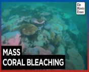 Fear for Australia&#39;s Great Barrier Reef after mass bleaching&#60;br/&#62;&#60;br/&#62;The Great Barrier Reef is suffering one of the worst coral bleaching events ever — its seventh in five years — and scientists fear it might not be able to recover. Australian Museum&#39;s Lizard Island Research Station Director Anne Hoggett has lived on the reef for over 30 years, studying its changes amid increased heat stress on the reef. Lizard Island, a small tropical slice of paradise 270 kilometers north of Cairns, is among the worst bleached areas. The island hosts a research center where scientists from around the world study Australia’s unique marine ecosystem.&#60;br/&#62;&#60;br/&#62;Video by AFP&#60;br/&#62;&#60;br/&#62;Subscribe to The Manila Times Channel - https://tmt.ph/YTSubscribe &#60;br/&#62; &#60;br/&#62;Visit our website at https://www.manilatimes.net &#60;br/&#62; &#60;br/&#62;Follow us: &#60;br/&#62;Facebook - https://tmt.ph/facebook &#60;br/&#62;Instagram - https://tmt.ph/instagram &#60;br/&#62;Twitter - https://tmt.ph/twitter &#60;br/&#62;DailyMotion - https://tmt.ph/dailymotion &#60;br/&#62; &#60;br/&#62;Subscribe to our Digital Edition - https://tmt.ph/digital &#60;br/&#62; &#60;br/&#62;Check out our Podcasts: &#60;br/&#62;Spotify - https://tmt.ph/spotify &#60;br/&#62;Apple Podcasts - https://tmt.ph/applepodcasts &#60;br/&#62;Amazon Music - https://tmt.ph/amazonmusic &#60;br/&#62;Deezer: https://tmt.ph/deezer &#60;br/&#62;Tune In: https://tmt.ph/tunein&#60;br/&#62; &#60;br/&#62;#TheManilaTimes&#60;br/&#62;#tmtnews &#60;br/&#62;#coralbleaching &#60;br/&#62;#greatbarrierreef&#60;br/&#62;#australia