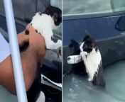 Cat rescued from Dubai floods after torrential rain brings chaos to UAESource Dubai Media Office