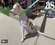 San Diego Padres welcome dozens of dogs at Petco Park from sex girl dogs com