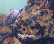 Fish Aquarium at Zoo Garden Karachi&#60;br/&#62;&#60;br/&#62;I have my channel on Youtube as well, Zaal Meem channel