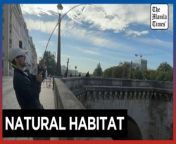 Fish return to the Seine as water quality improves&#60;br/&#62;&#60;br/&#62;Wrestling with a large catfish in the middle of Paris, Bill Francois highlights the range of wildlife now living in the Seine. A physicist by day, Bill fishes in the river up to five times a week, surveying what he catches. While positive about improving water quality, Bill is concerned by plans to allow public swimming in the river from summer 2025, saying that it could threaten newly recovered aquatic habitats.&#60;br/&#62;&#60;br/&#62;Video by AFP&#60;br/&#62;&#60;br/&#62;Subscribe to The Manila Times Channel - https://tmt.ph/YTSubscribe &#60;br/&#62;&#60;br/&#62;Visit our website at https://www.manilatimes.net &#60;br/&#62;&#60;br/&#62;Follow us: &#60;br/&#62;Facebook - https://tmt.ph/facebook &#60;br/&#62;Instagram - https://tmt.ph/instagram &#60;br/&#62;Twitter - https://tmt.ph/twitter &#60;br/&#62;DailyMotion - https://tmt.ph/dailymotion &#60;br/&#62;&#60;br/&#62;Subscribe to our Digital Edition - https://tmt.ph/digital &#60;br/&#62;&#60;br/&#62;Check out our Podcasts: &#60;br/&#62;Spotify - https://tmt.ph/spotify &#60;br/&#62;Apple Podcasts - https://tmt.ph/applepodcasts &#60;br/&#62;Amazon Music - https://tmt.ph/amazonmusic &#60;br/&#62;Deezer: https://tmt.ph/deezer &#60;br/&#62;Tune In: https://tmt.ph/tunein&#60;br/&#62;&#60;br/&#62;#TheManilaTimes&#60;br/&#62;#tmtnews&#60;br/&#62;#seine&#60;br/&#62;#fish &#60;br/&#62;#france&#60;br/&#62;#paris