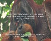 Orangutan uses plant to heal itself from annuna healing