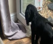 Humorous footage has surfaced of a silly dog being saddled with confusion. &#60;br/&#62;&#60;br/&#62;&#92;